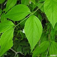 Attēlu rezultāti vaicājumam “Philadelphus coronarius leaf”