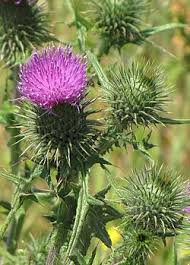 Attēlu rezultāti vaicājumam “Cirsium x rigens flower”