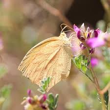 Attēlu rezultāti vaicājumam “Athelia pyriformis”