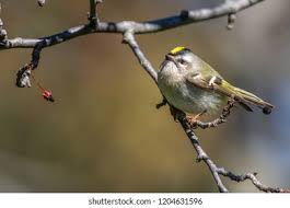 Attēlu rezultāti vaicājumam “Regulus regulus adult”