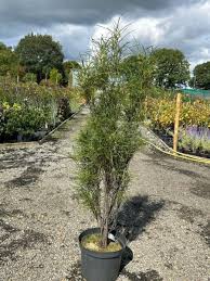 Attēlu rezultāti vaicājumam “Frangula alnus”
