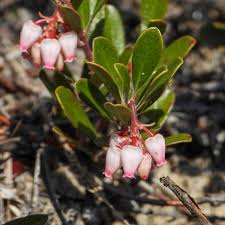 Attēlu rezultāti vaicājumam “Exobasidium uvae-ursi”