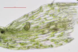 Attēlu rezultāti vaicājumam “Dicranella staphylina”