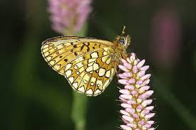 Attēlu rezultāti vaicājumam “Boloria eunomia”