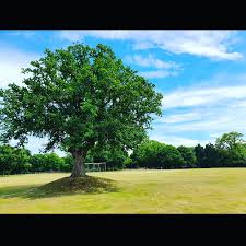 Image result for Lynchmere Cricket Club