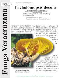 Attēlu rezultāti vaicājumam “Tricholomopsis decora”