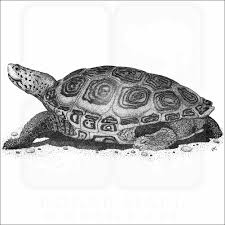 Image result for Malaclemys terrapin