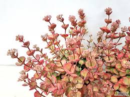 Image result for 붶