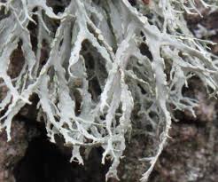 Attēlu rezultāti vaicājumam “Ramalina farinacea”