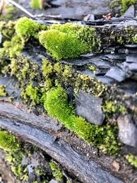 Attēlu rezultāti vaicājumam “Bryum argenteum”