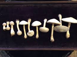 Attēlu rezultāti vaicājumam “Phleogena faginea young”