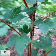 Attēlu rezultāti vaicājumam “Ribes alpinum leaf”