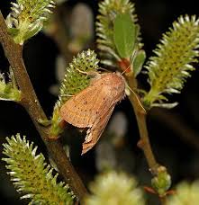 Attēlu rezultāti vaicājumam “Orthosia gracilis”