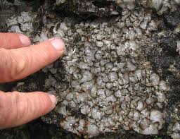 Attēlu rezultāti vaicājumam “Dermatocarpon miniatum”