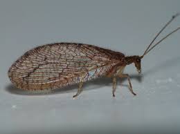 Attēlu rezultāti vaicājumam “Hemerobiidae”