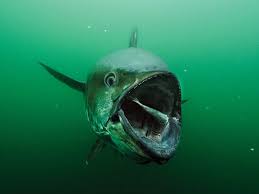 Image result for giant tuna