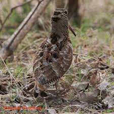 Attēlu rezultāti vaicājumam “Scolopax rusticola juvenile”