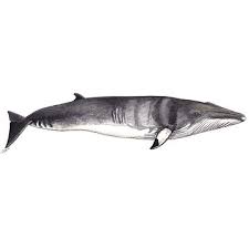 Image result for Balaenoptera acutorostrata