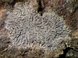 Attēlu rezultāti vaicājumam “Phaeographis dendritica”