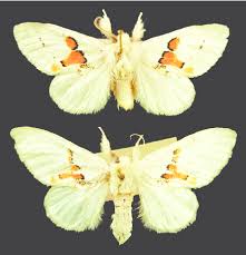 Attēlu rezultāti vaicājumam “Leucodonta bicoloria”