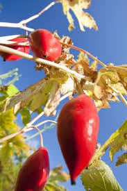 Attēlu rezultāti vaicājumam “Podophyllum hexandrum fruit”
