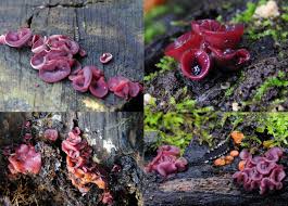 Attēlu rezultāti vaicājumam “Ascocoryne cylichnium”