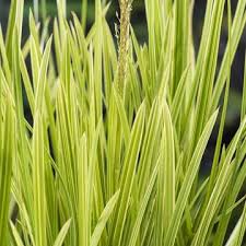 Attēlu rezultāti vaicājumam “Glyceria maxima fruit”