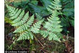 Attēlu rezultāti vaicājumam “Dryopteris expansa”