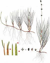 Attēlu rezultāti vaicājumam “Stuckenia filiformis flower”