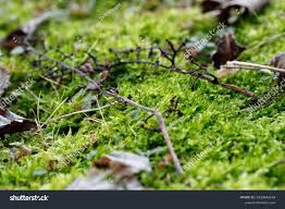 Attēlu rezultāti vaicājumam “Brachythecium rutabulum”