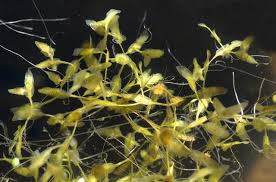 Attēlu rezultāti vaicājumam “Lemna trisulca”