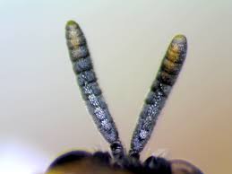 Attēlu rezultāti vaicājumam “Leskea polycarpa macro”