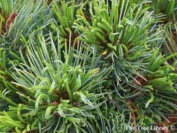 Attēlu rezultāti vaicājumam “Pinus pumila”