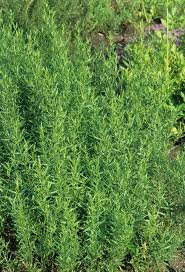 Image result for Artemisia dracunculus