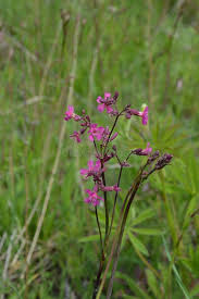 Attēlu rezultāti vaicājumam “Silene viscaria”