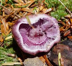 Attēlu rezultāti vaicājumam “Cortinarius traganus”