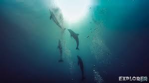 Image result for Belfairs Dolphins Snorkelling Club