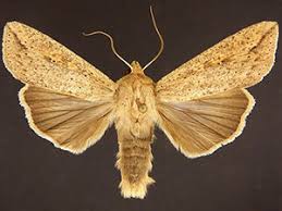 Attēlu rezultāti vaicājumam “Mythimna sp.”