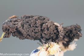 Attēlu rezultāti vaicājumam “Symphytocarpus trechisporus spores”