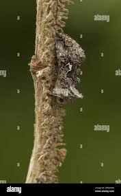 Attēlu rezultāti vaicājumam “Syngrapha interrogationis”