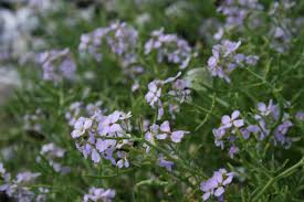 Attēlu rezultāti vaicājumam “Lepidium latifolium flower”