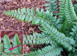 Attēlu rezultāti vaicājumam “Polystichum aculeatum”