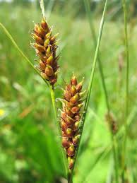Attēlu rezultāti vaicājumam “Carex lasiocarpa female flower”