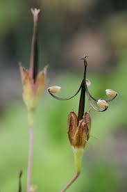 Attēlu rezultāti vaicājumam “Geranium bohemicum bud”