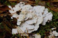 Attēlu rezultāti vaicājumam “Postia floriformis”