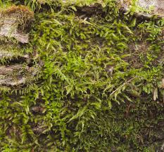 Attēlu rezultāti vaicājumam “Brachythecium campestre”