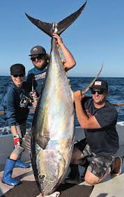 Image result for giant tuna
