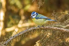 Attēlu rezultāti vaicājumam “Cyanistes caeruleus adult”