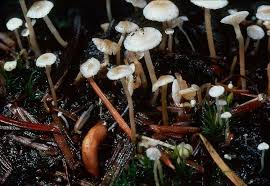 Attēlu rezultāti vaicājumam “Collybia tuberosa”