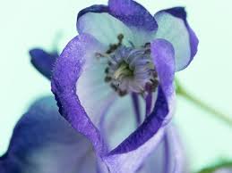 Image result for Aconitum napellus